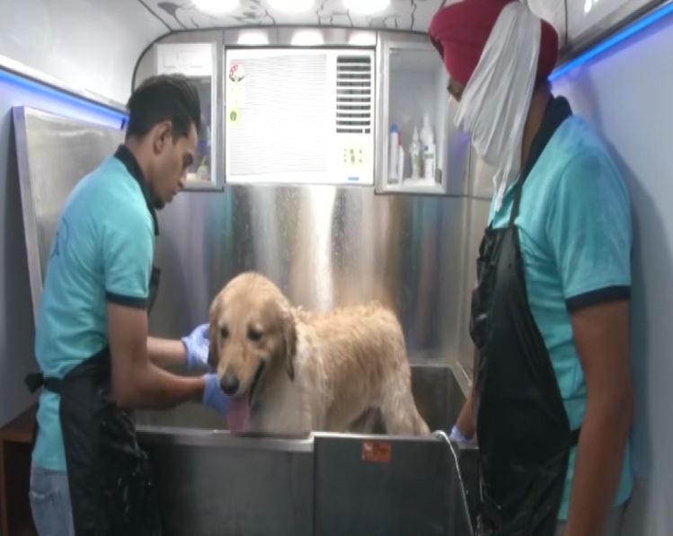 Dog grooming