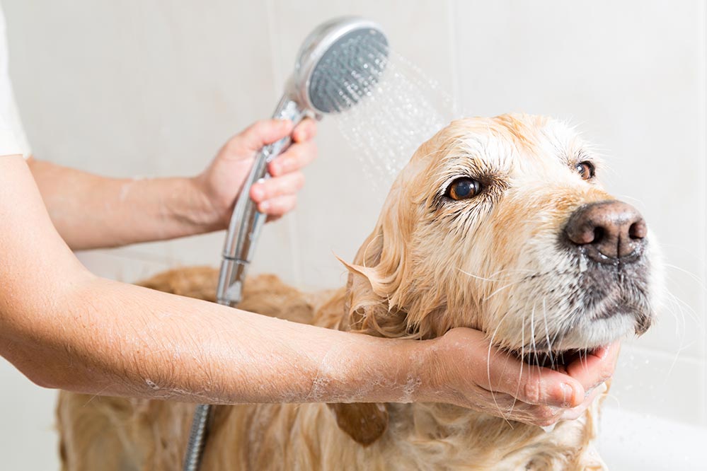 Grooming Services