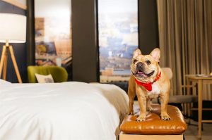 Knowing about pet-friendly hotels before travelling is must
